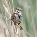 Song Sparrow