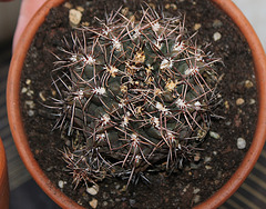 Gymnocalycium gaponii B42=genseri n.n= G. erinaceum