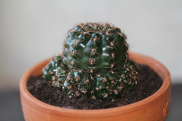 Gymnocalycium mesopotamicum (2)