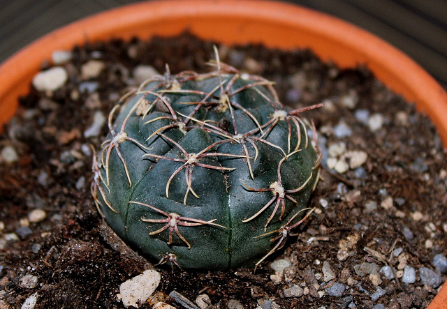 Gymnocalycium odoratum n. n (2)=Gymnocalycium hyptiacanthum (ssp. uruguayense)