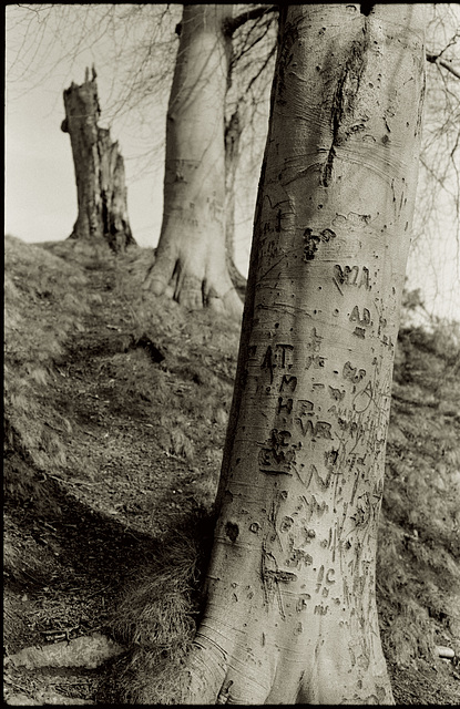 Tree scars