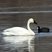 Tundra Swan and American Coot