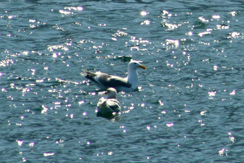 Gulls