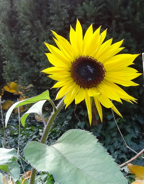 Sonnenblume