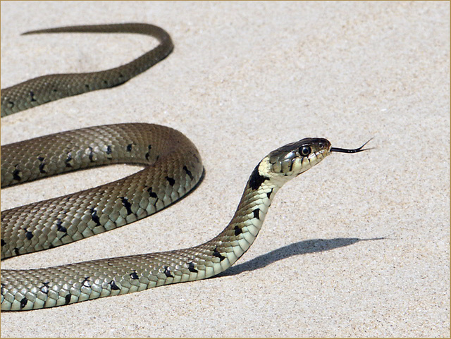 prenez garde à la langue bifide du serpent !