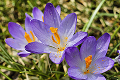 On the Library Lawn