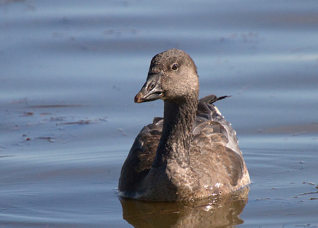 Juvenile Dark-Morph Snow Goose