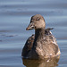 Juvenile Dark-Morph Snow Goose