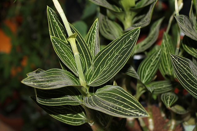 Ludisia discolor alba