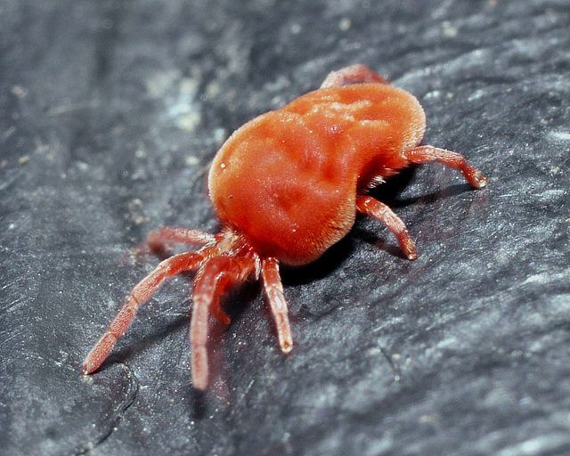 Red Spidermite