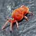 Red Spidermite