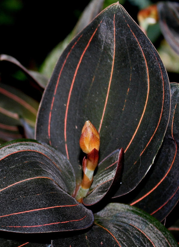 Ludisia discolor