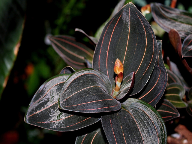 Ludisia discolor