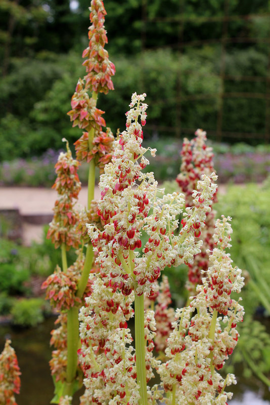 Floraison de Rheum