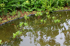 Menianthes ( Trèfle d'eau ) et reflets