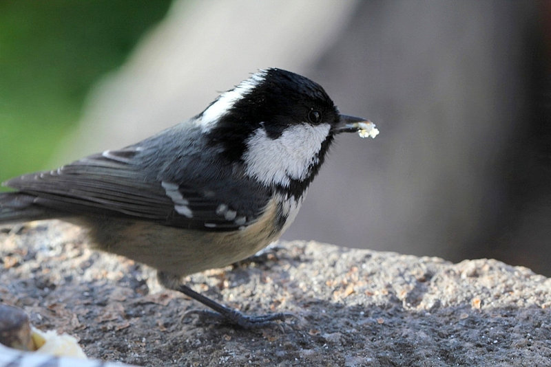 Mésange noire gourmande