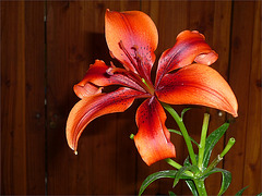 Lilium rojo intensa