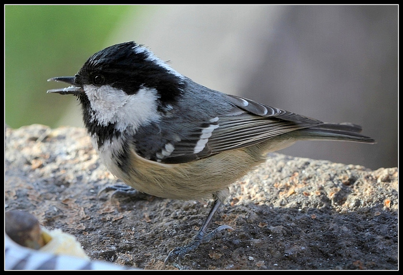 Mésange noire... Miam miam le bon gras...