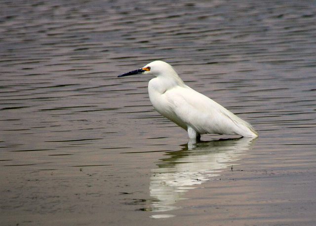 Snowy Egret