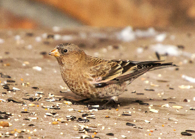 Brown-Capped Rosy-Finch