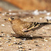 Brown-Capped Rosy-Finch