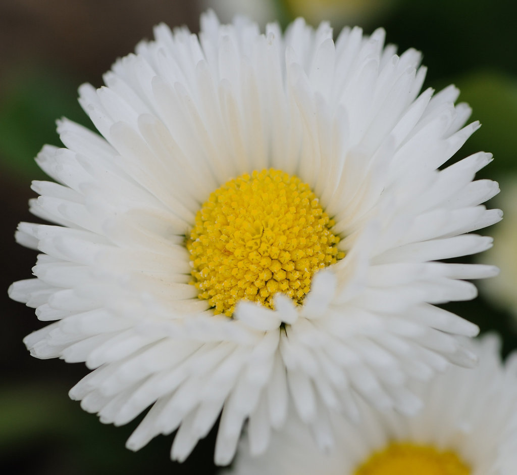 Macro sur une pâquerette...