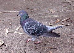 The Rock (Pigeon) of Alcatraz (Columba livia)