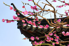 Apricot Blossoms #1  – National Arboretum, Washington D.C.