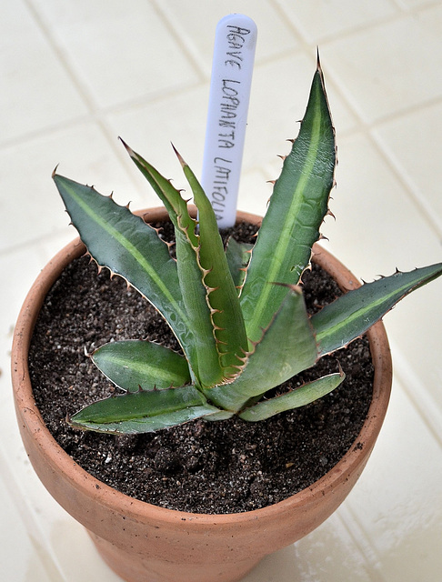 Agave lophanta latifolia DSC 0043