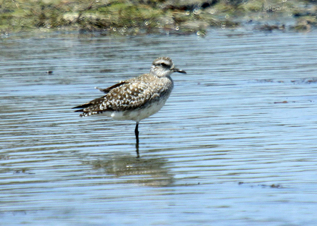 Black-Bellied Plover