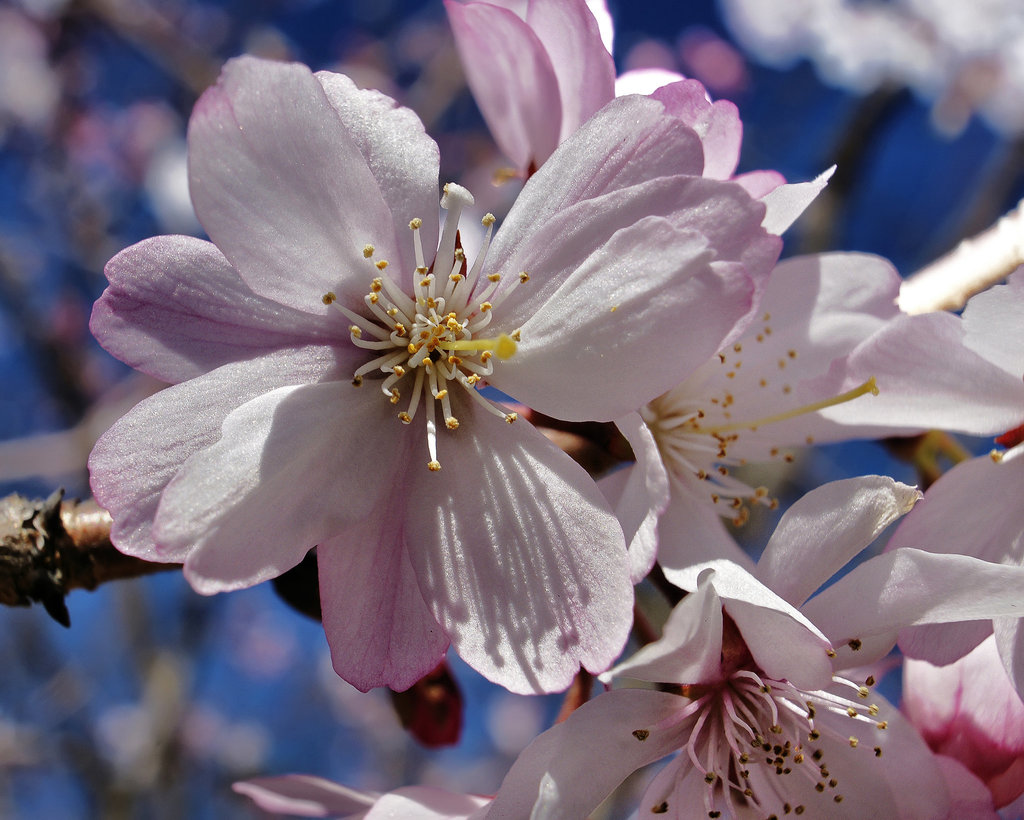 Cherry Blossoms