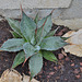 Rocaille agave montana DSC 0046