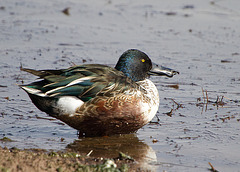 Northern Shoveler with Funky Shovel