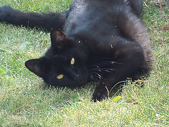 Pippin being a "tart" - stretching out in the sun