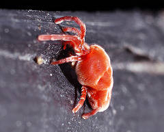 Red Spidermite