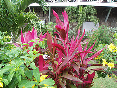Saint Kitts 010