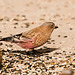 Brown-Capped Rosy-Finch