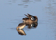 Blue-Winged Teal and Dowitcher