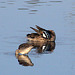 Blue-Winged Teal and Dowitcher