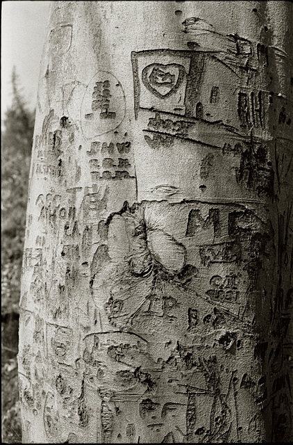 Tree scars