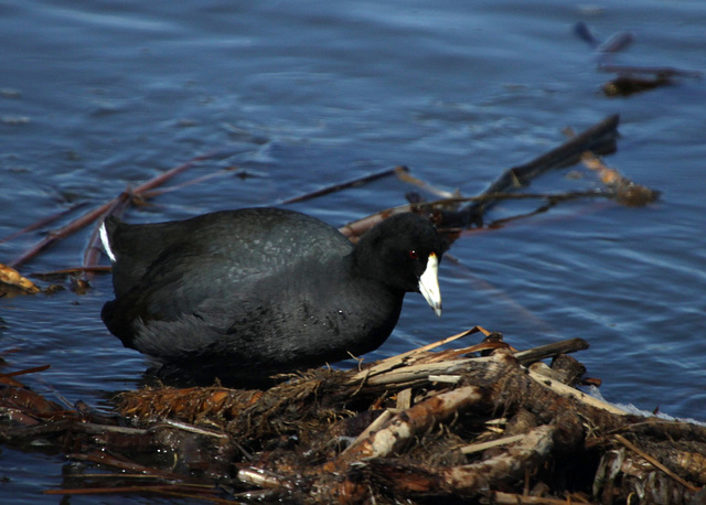 American Coot