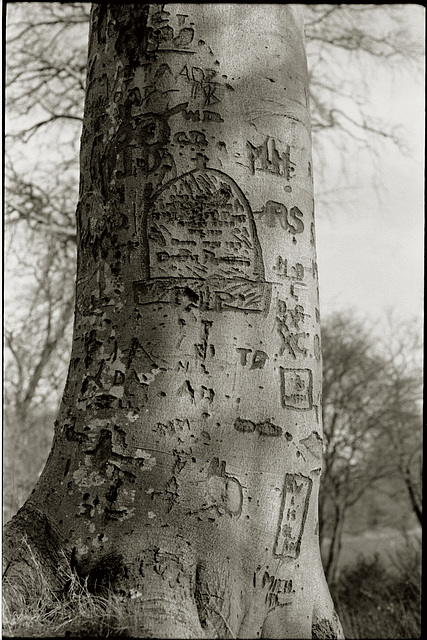 Tree scars