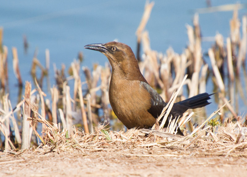 Female Great-Tailed Grackle