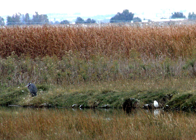 Great Blue Heron and Snowy Egret