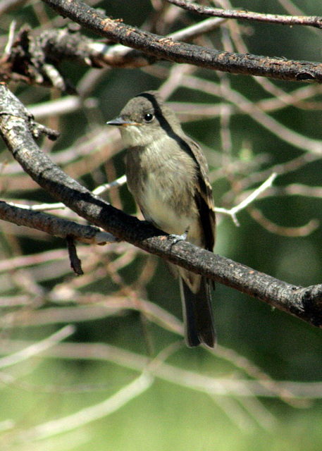 Western Wood-Pewee