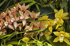 Cymbidium Counterpoint – Phipps Conservatory, Pittsburgh, Pennsylvania