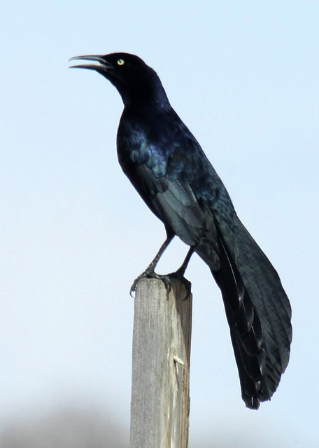 Great-Tailed Grackle "Singing"