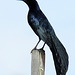 Great-Tailed Grackle "Singing"