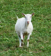 Chèvre curieuse !