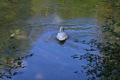 Fais moi un "cygne" !